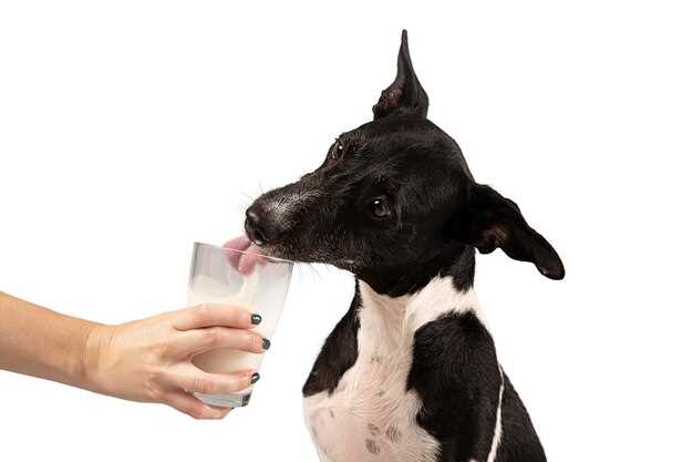 Benefits of Hydroxyzine for Dogs