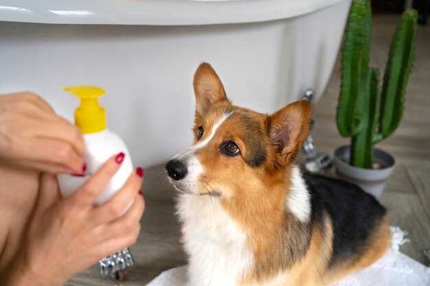 Benadryl or hydroxyzine for dogs