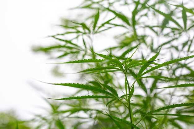 Hydroxyzine cannabis