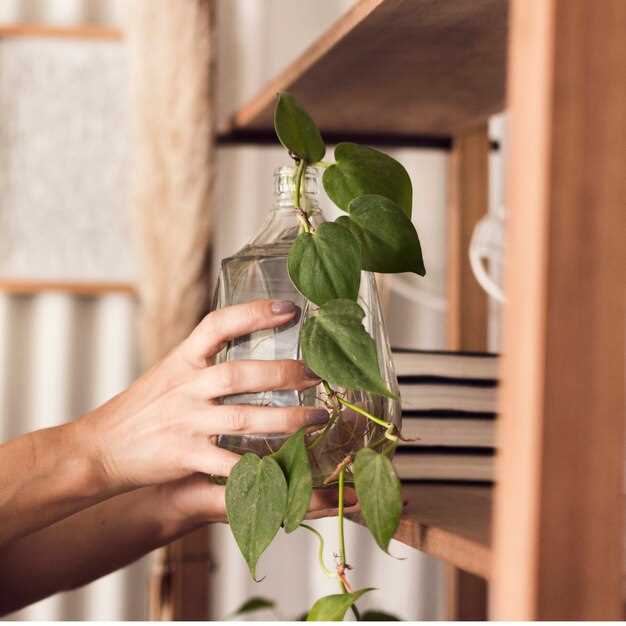 Is hydroxyzine good for poison ivy